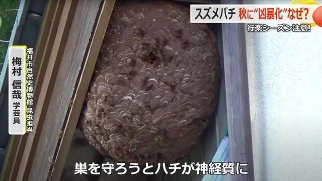 巣を守ろうとするスズメバチ