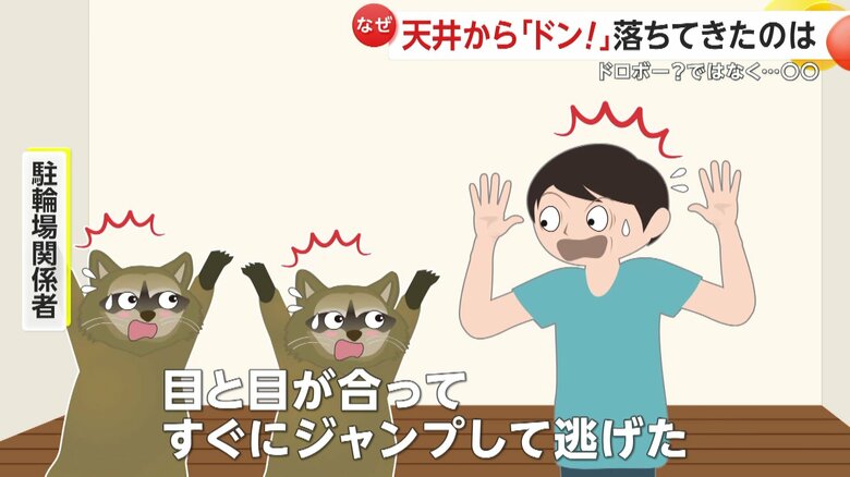 アライグマは目が合うとすぐにジャンプして逃げていった（イメージ画像）