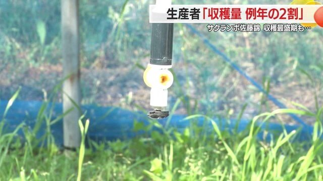 スプリンクラーで水をまくことで園地を冷やし、気温上昇をおさえる