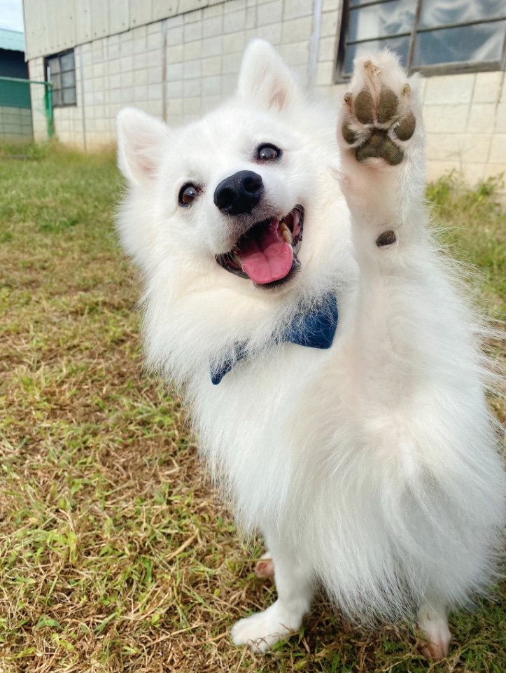 提供：ぽぽさん