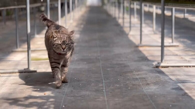 パトロール中の様子