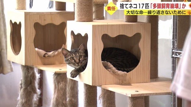 保護されたネコ