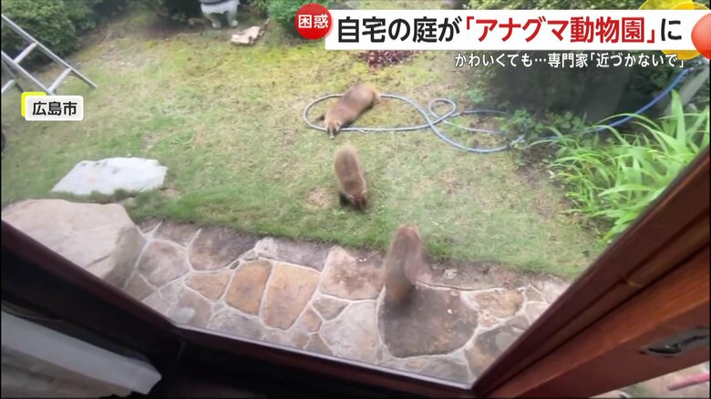 アナグマの一見とてもかわいらしい光景