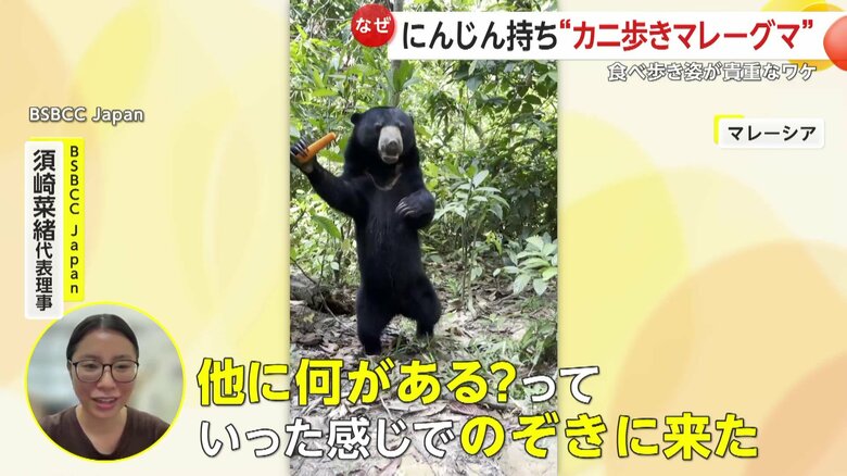 エサにつられて食べ歩きで来たロモリナちゃん