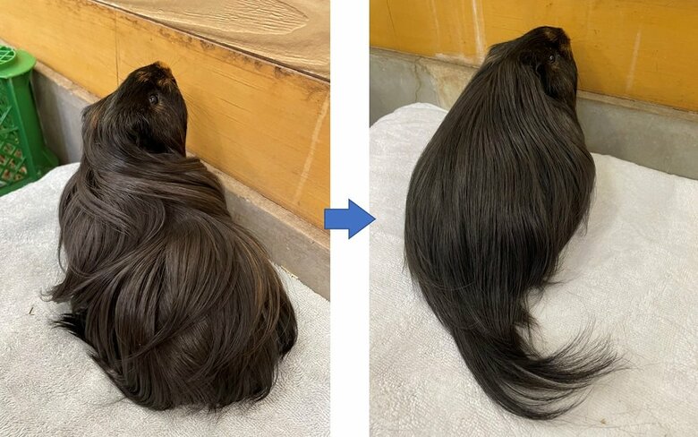 くろまめくん　左：ブラッシング前　右：ブラッシング後（提供：おびひろ動物園）