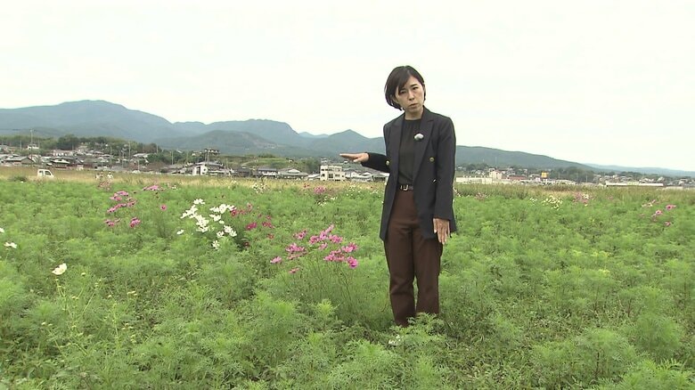 例年だと大人の腰の高さまで背丈が伸びるが…