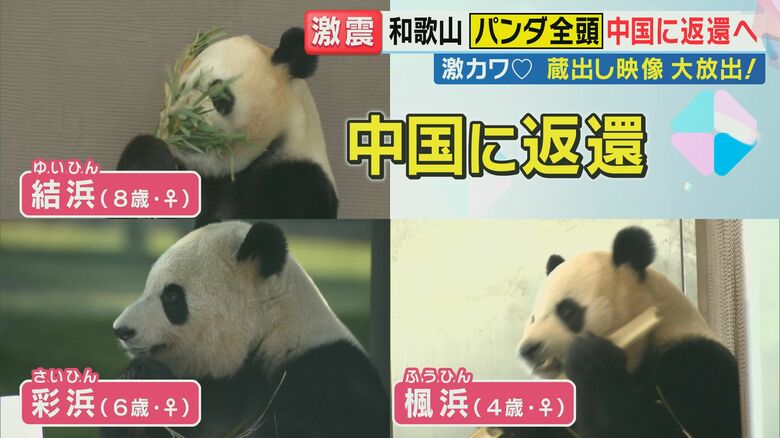 観光客年間295万人 多くの人がパンダを見に来る白浜町