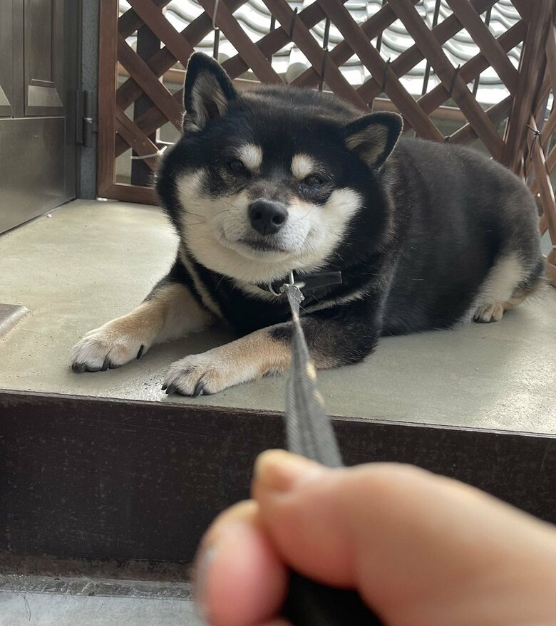 散歩に行きたくないからイヤイヤ