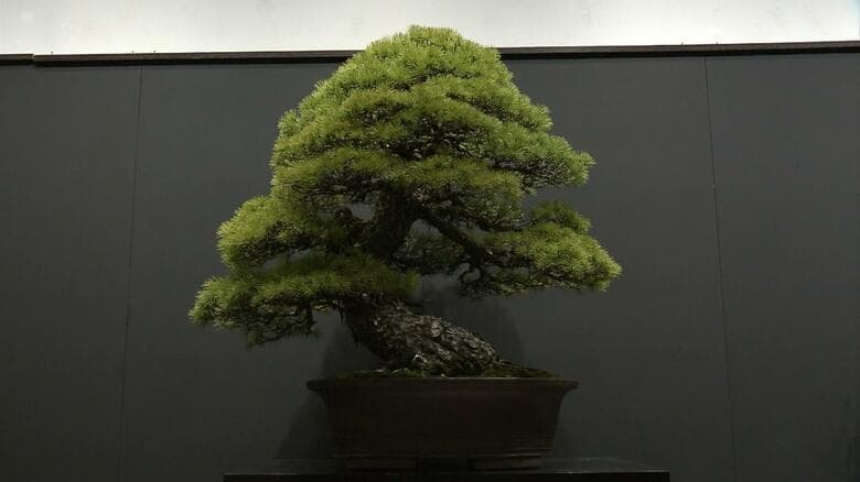 五葉松「旭日大和」（推定樹齢400年近く）