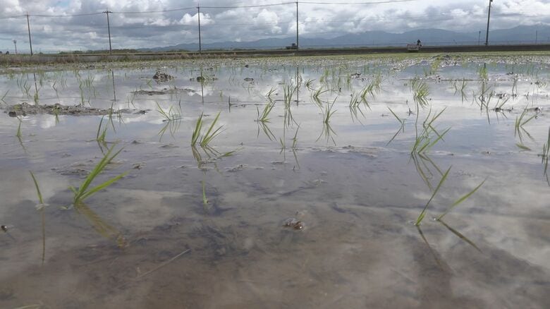 中垣内さんが田植えを終えた水田