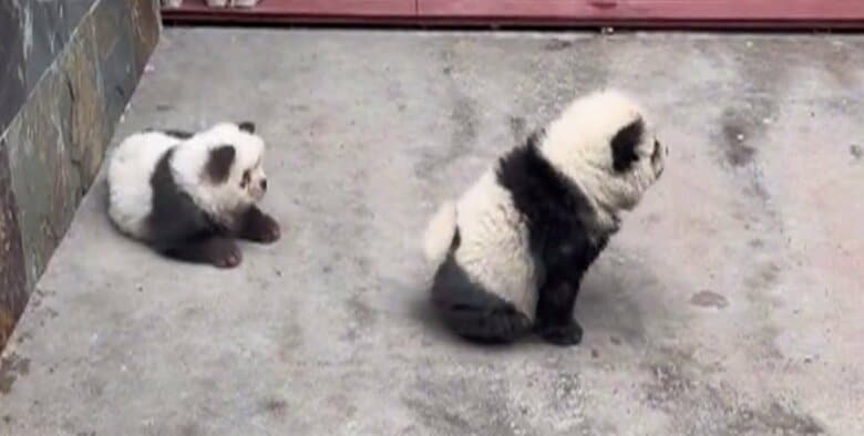 江蘇省泰州市の動物園のパンダ犬