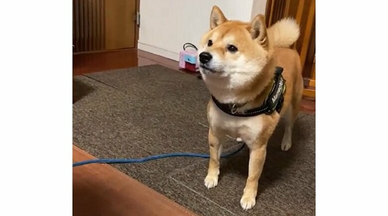 旦那さんの視線の先には、立ち尽くす豆千代くんが