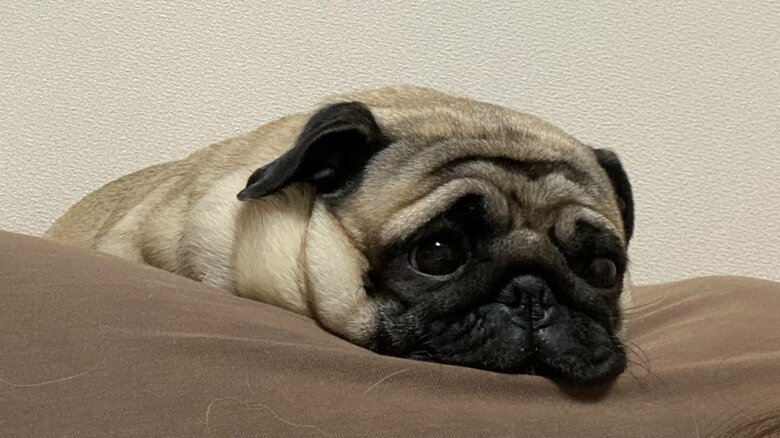 しょんぼり顔も可愛らしい