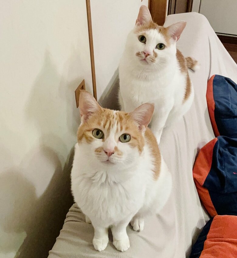 手前：一緒に暮らするるちゃん、奥：ちゃろくん