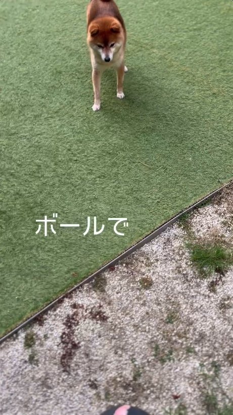 提供：Nerushibaさん