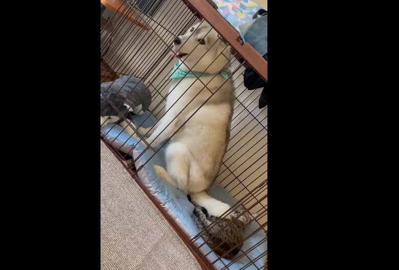 やっぱりハウスを“占領”されてしまうユキちゃん