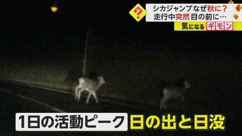 シカの1日の活動のピークは、日の出と日没だという