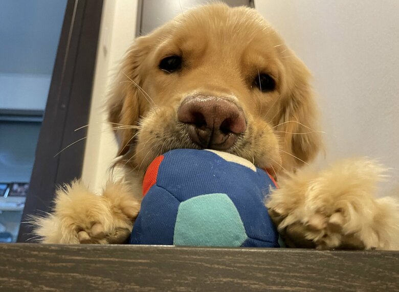 階段前でお出迎えもしてくれることも