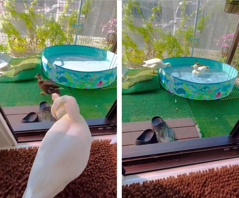 毎朝、部屋を出たら一目散にプール！