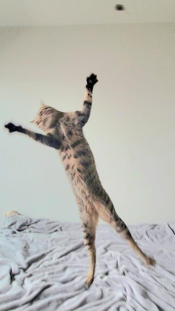 キジトラの開き（提供：しぴこめさん）