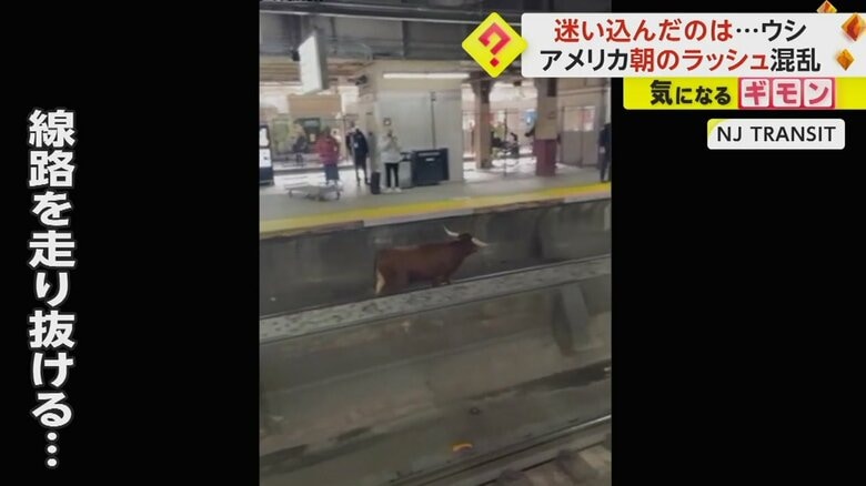 線路を軽快に走り抜けていく立派なツノを持ったウシ