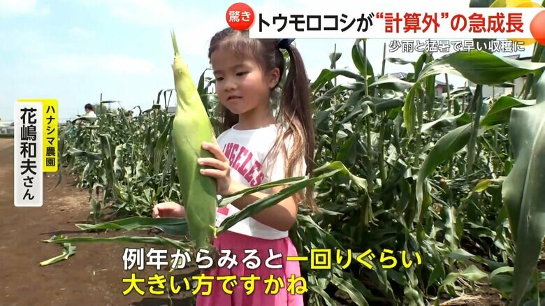 

トウモロコシ狩りを楽しむ子供

トウモロコシ狩りを楽しむ子供