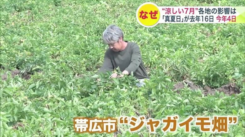 思いがけない涼しさを喜ぶ帯広市のジャガイモ畑