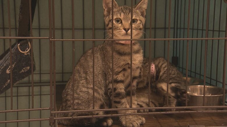 保健所にいた頃のあんじゅ