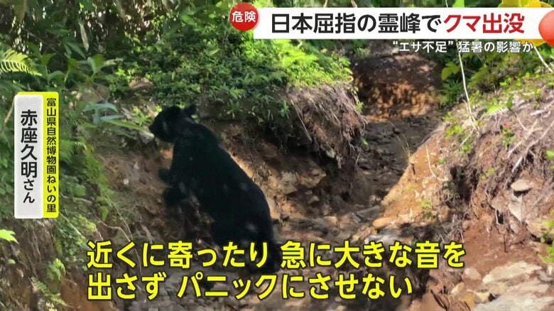 連日撮影されているクマの姿