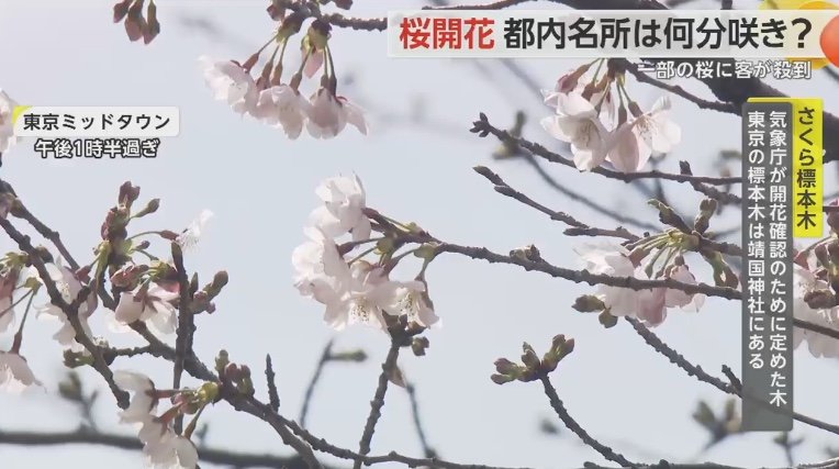 東京ミッドタウンの桜はまとまって花びらが開いていた