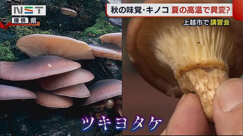 判別が難しいツキヨタケ