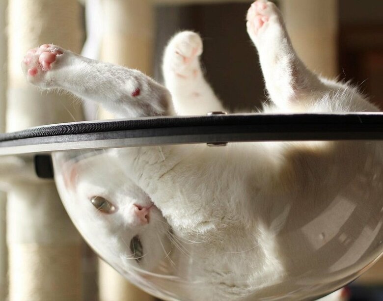 つらそうな体勢に見えるが余裕な表情のリリーちゃん