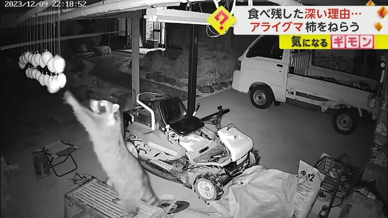 台によじ登ると立ち上がって前足を伸ばし、干し柿を取ろうとするアライグマ⑤
