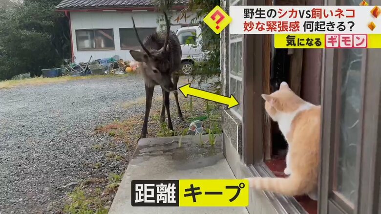 気づかれた野生のシカが近づいてくると、部屋の入り口まで戻り、距離をキープするナイくん