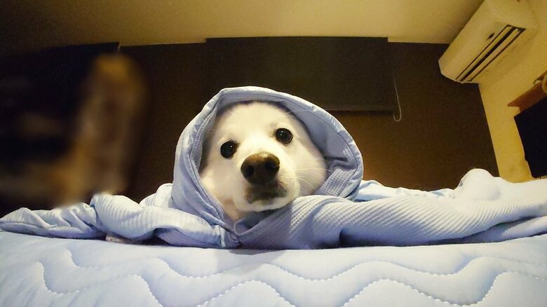 初めて夏用の掛け布団に包まったところ居心地が良かったよう