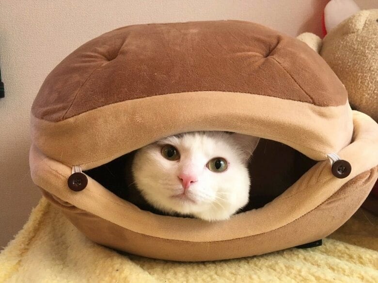 提供：@hakusama0906