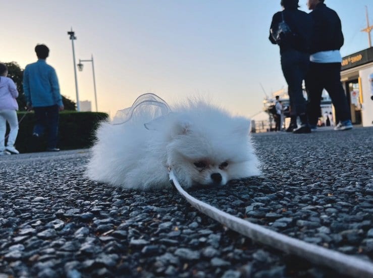 「むむ…」という表情のあんにんくん