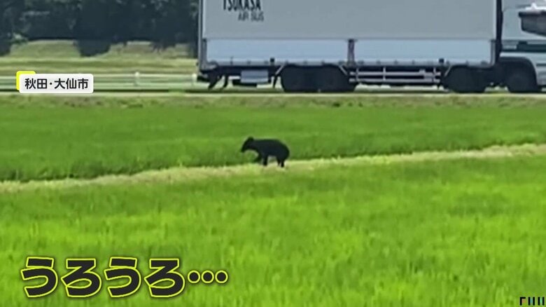 しばらく田んぼの間をうろついていたクマ