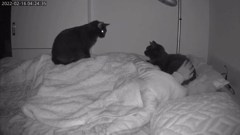 無意識でピピンくんを撫でていた