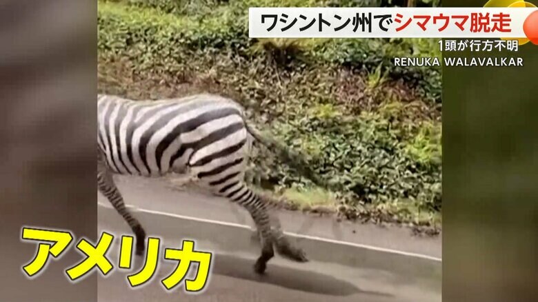 まるでアフリカのような光景が目撃されたアメリカの道路