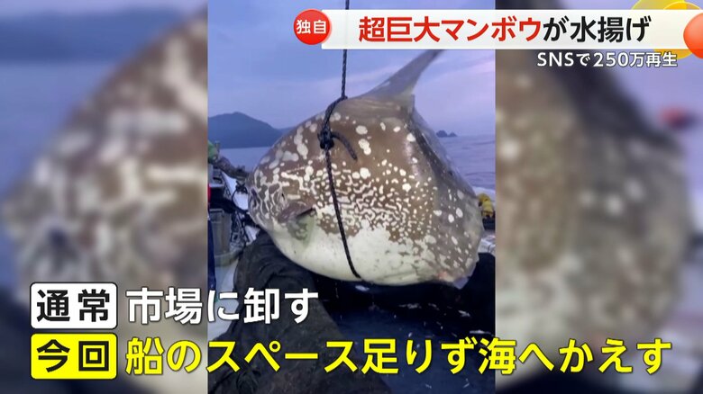 あまりに大きすぎて船のスペースが足りず、泣く泣く海へ帰したマンボウ