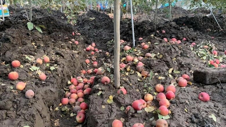 被害を受けた果樹園。人力だけでは復旧も進みにくい