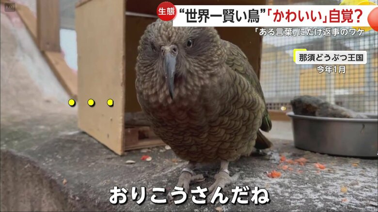「おりこうさんだね」と話すと、何も返事をしないミヤマオウム