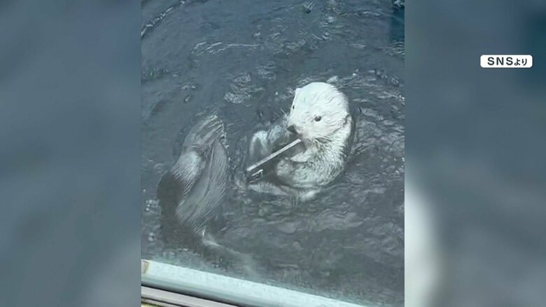 「貝殻か、遊び道具だと思ってたたきつけていた可能性」とマリンワールド海の中道・中嶋飼育員