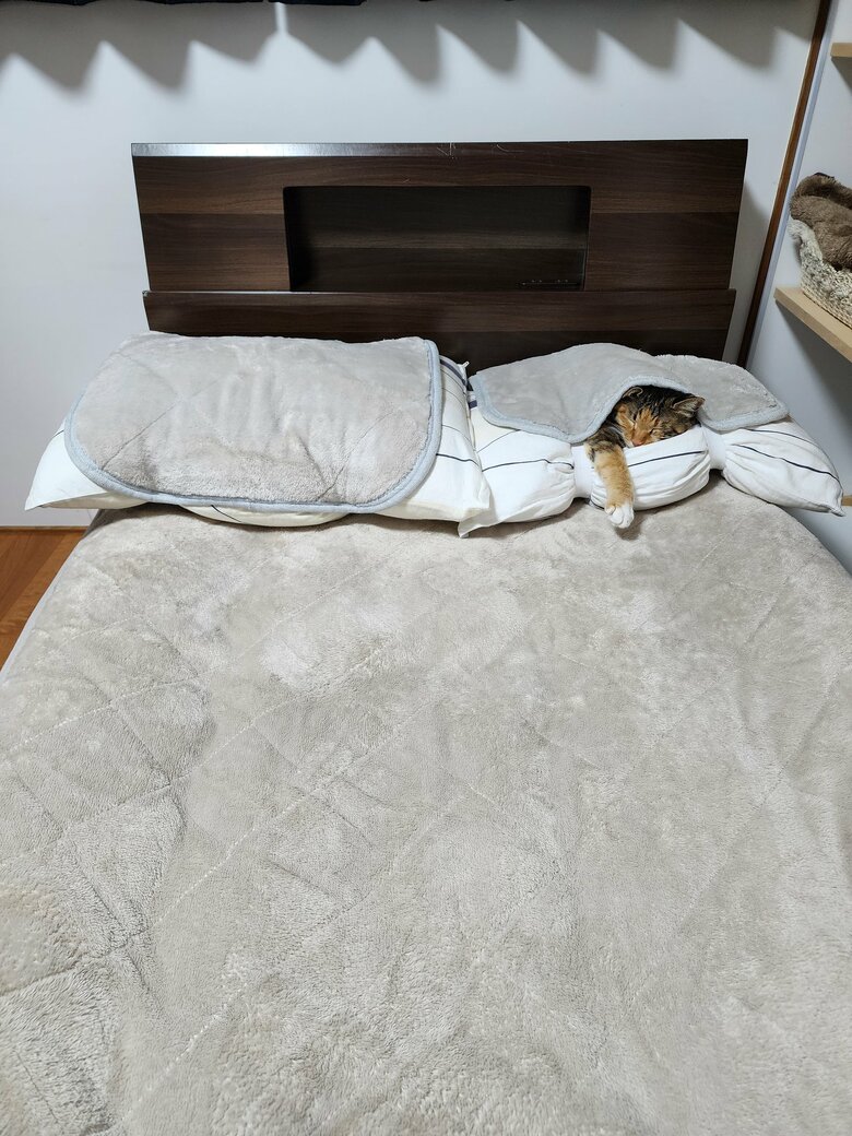 1月20日　飼い主の枕でくつろぐむぎちゃん（提供：にゃん報さん）