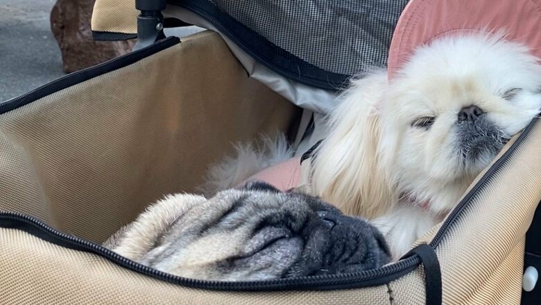 2匹でまったりな様子