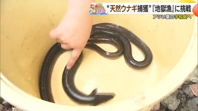 「地獄」わなから天然ウナギがニョロニョロ！