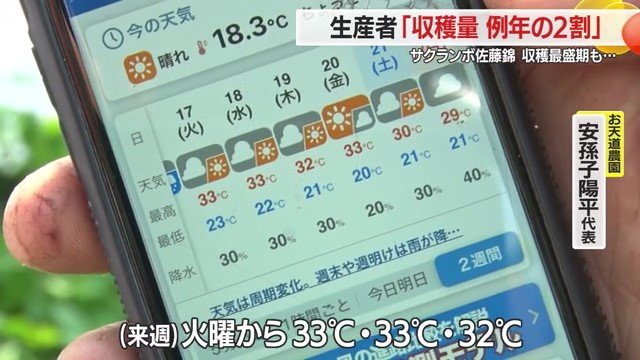 収穫期の高温はサクランボにとっては大敵