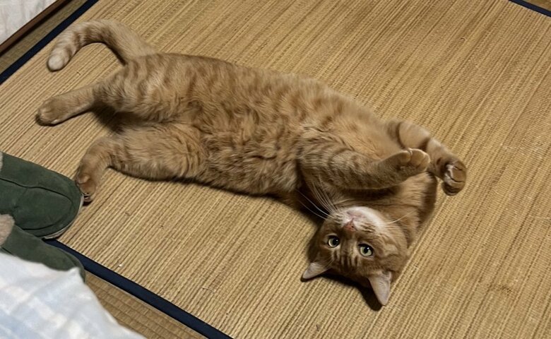 普段はのんびり過ごしているという