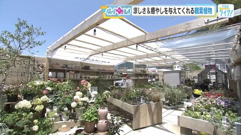 広島市佐伯区の園芸店「Soraniwa広島楽々園店」